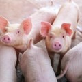 Sezona svinjokolja podigla cenu tovnih svinja: Ovo su najtraženija grla, a evo koliko koštaju prasići
