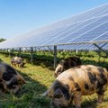 Svinje čuvaju solarne panele: Ovo neobično rešenje štedi milione