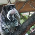 Ukradene dve malene bebe carskog tamarina iz zoo vrta u Francuskoj: Mogli bi da uginu bez mame