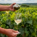 Suša i vrućine desetkovale vino u Francuskoj: Stižu najgore prognoze ovog veka