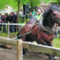 Dulenska štraparijada Jaki i lepi konji izazvali oduševljenje Šumadinaca: Sve se trese kad povuku Mango i Moro