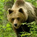 Medvedi nose političke poene: Uoči parlamentarnih izbora u Slovačkoj glavna tema - životinje