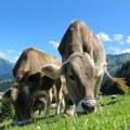 Slovenačkom farmeru oduzeli krave jer su bile – prljave