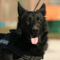 Bajdenov pas ujeo agente tajne službe najmanje 24 puta