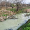 Криваја у Србобрану на удару загађивача: Фарма свиња уништава реку, еколози позивају на уједињење