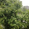 Veliko nevreme u Loznici: Oluju prati provala oblaka
