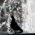 Sutra sunčano, temperatura i do 37 stepeni