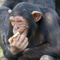 Шимпанзе свакодневно кроз ферментисано воће уносе алкохол - количина једнака једном пиву