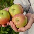 Svi jedemo jabuke pogrešno: Nutricionisti otkrivaju najbolji trenutak za nju kako biste podigli energiju