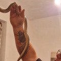 (Video) Otvorili ormar, pa usledio šok: Horor u porodičnoj kući kod Niša: Vladica Stanković hitno izašao na lice mesta…