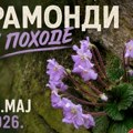 „Ramondi u pohode“ – planinarska akcija na Suvoj planini 31. maja