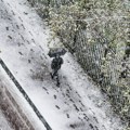 Antarktički hladni talas pogodio Južno ostrvo Novog Zelanda: Sneg veje i na plaži!