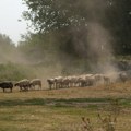 Požar kod Sjenice