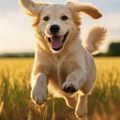 Naučnici: Psi možda mašu repom zato što ljudi reaguju na ritam