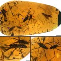 Kineski istraživači otkrili dinamiku parenja drevnih insekata u ćilibaru