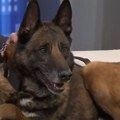Novosadski spasilački pas Zigi u zasluženoj penziji: Menja ga Zita
