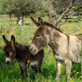 Selo na Sardiniji nudi kuće za 1 evro Raj za Amerikance koji "prete" da će pobeći zbog pobede Trampa