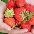 (Video) Evo kako da vam jagode ostanu sveže što duže Pogledajte vrhunski trik sa teglom i frižiderom
