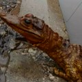 Krokodil usred Niša? Građani se uznemirili, reagovala i policija [VIDEO]