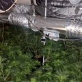 Na porodičnom imanju 131 stabljika marihuane: Policija uhapsila dvojicu Čačana: Terete se za neovlašćenu proizvodnju droge