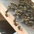 "Ne diraj u osinjak!" - koliko opasan može biti ubod insekta