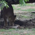 Babi bum u Zoo vrtu na Paliću : Lavica Kiara na svet donela četvorke