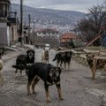 „Ne smem decu da pustim napolje“: Žena jedva izbegla napad čopora pasa, meštani traže hitnu reakciju