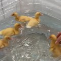 Snimak pregledan devet miliona puta! Pokazala kako kupa svoje pačiće pa oduševila sve - jedna stvar posebno privukla pažnju…