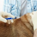 Ministarstvo: Ukinut titar test za ljubimce iz Srbije, nema više ispitivanja na besnilo pri ulasku u EU