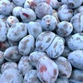 Srbija u Indiju plasira oko 1,7 miliona sadnica: "Neophodno nastaviti sa ulaganjima u voćarstvo"