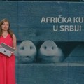 Tema jutra: Afrička kuga svinja u Srbiji (19.7.2026)