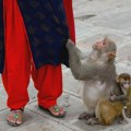 Nepal sprovodi popis majmuna zbog sve češćih sukoba sa ljudima