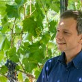 Nove sorte vinove loze imaju veliki potencijal i biće istražen Ovo su potezi budućnosti nagrađenog projekta profesora dr…