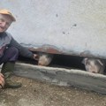 Čudo neviđeno pod Maljenom: Rodilo se prase bez ušiju