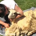 Nekad je u Srbiji bila zlata vredna, a sad ne vredi skoro ništa! Za šišanje 450, za kilo 35 dinara! Kako je cena ove vredne…
