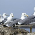 Stručnjaci upozoravaju: Milioni ptica godišnje budu ubijene ili uhvaćene na Mediteranu