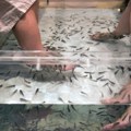 Evo zašto je riblji pedikir nezakonit u sve više delova sveta