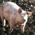 Čenta proglašena zaraženim područjem: Afrička kuga svinja stigla i u naš okrug