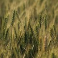 Cijena pšenice uzletjela 14 posto