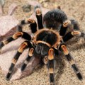 Izazvao udes zbog tarantule