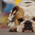 Veterinari savetuju: I životinje imaju rizik od toplotnog udara, ove stvari nikako ne smete raditi