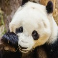 Džinovska panda se drži za glavu nakon što je pogođena flašom: Snimak iz zoo vrta razbesneo javnost