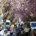 Zvanično proglašen početak cvetanja trešnje u Japanu