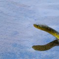 Poplave u kineskom gradu oslobodile stotine zmija, za dva dana uhvaćeno skoro 3.000