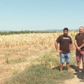 Solidan rod u senci suše - niska otkupna cena brine paore u Sremu