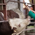 Управа за ветерину: Србији зелено светло за извоз животиња и производа животињског порекла у ЕУ