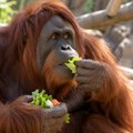 Orangutani više vole hranu koju povezuju sa smehom