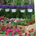 Uz cveće, med i hrana: Novosadska cvetna pijaca na Spensu u petak i subotu