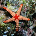 Naučnici otkrili da tela morskih zvezda uopšte nisu tela