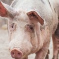 Vepra nazvali po slavnom glumcu Pobegao sa farme, pa napravio haos prvim komšijama (video)